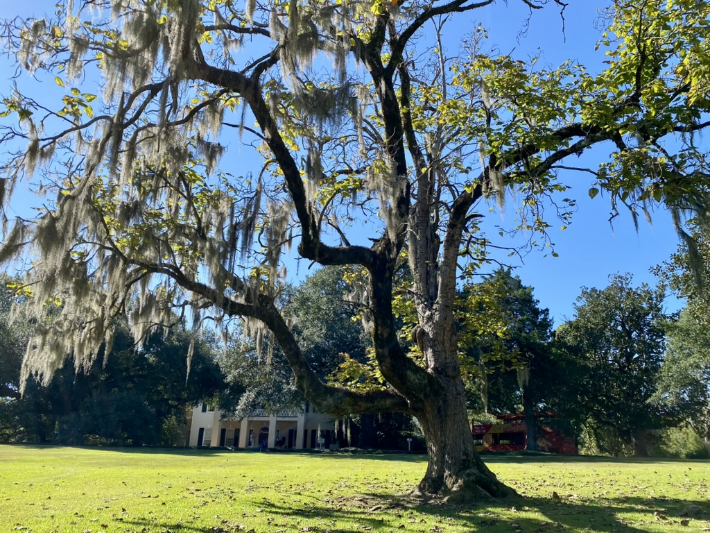Spanish Moss on a Live Oak Tree at Monmouth Mansion
